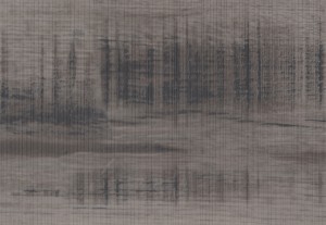 Grey Bark